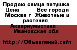 Продаю самца петушка › Цена ­ 700 - Все города, Москва г. Животные и растения » Аквариумистика   . Ивановская обл.